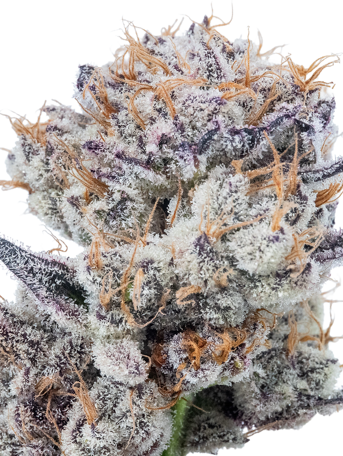 Cultivars | Tip Top Crop | Premium Cannabis Products